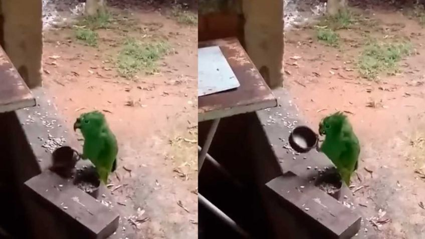 Loro conquista Facebook ante la exigente manera en que pide comida a sus dueños