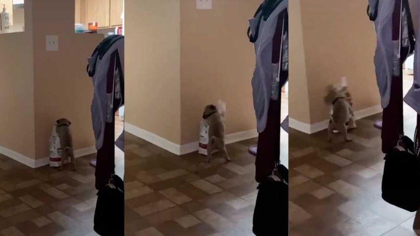 Perrito deja boquiabiertos a miles al hacer berrinche tras no poder abrir su bolsa de comida