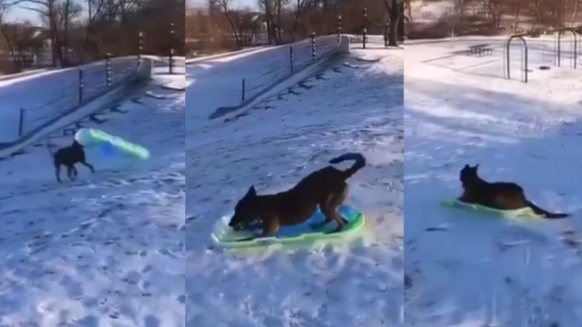 Perro se viraliza al divertirse mientras se desliza sobre la nieve en bandeja
