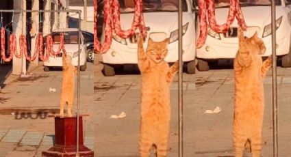 VIDEO: Gato espera descuido de carnicero y le roba un gran pedazo de carne