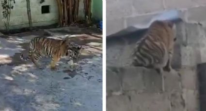Pánico en Hidalgo: Vecinos de Cuautepec captan a tigre al pasear por las calles