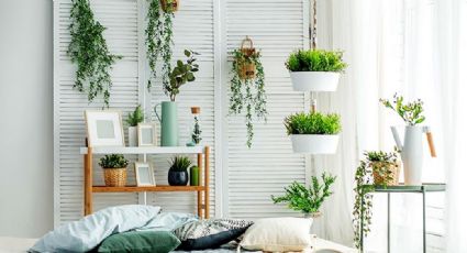 Además de decorar tu hogar, estas bonitas plantas podrían ayudarte a atraer fortuna