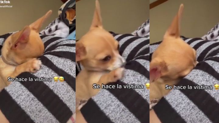 Chihuahua se "hace la vistima" cuando lo regañan y TikTok 'estalla' de ternura