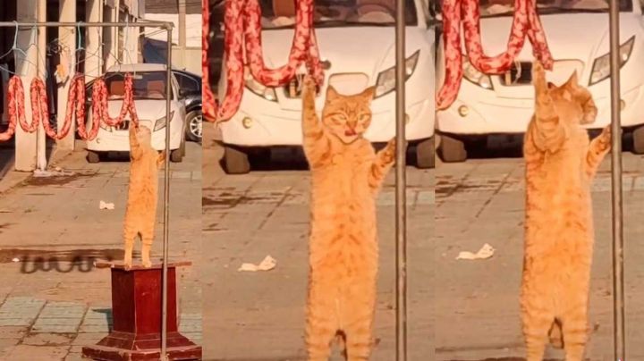 VIDEO: Gato espera descuido de carnicero y le roba un gran pedazo de carne