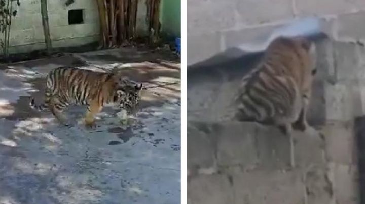 Pánico en Hidalgo: Vecinos de Cuautepec captan a tigre al pasear por las calles