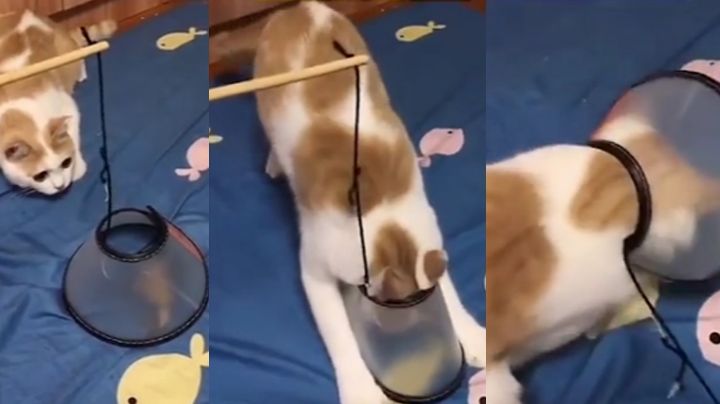 VIDEO: Con ingeniosa trampa, mujer logra colocarle un collarín a su gato