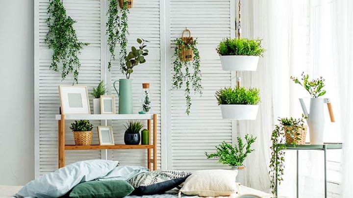 Además de decorar tu hogar, estas bonitas plantas podrían ayudarte a atraer fortuna