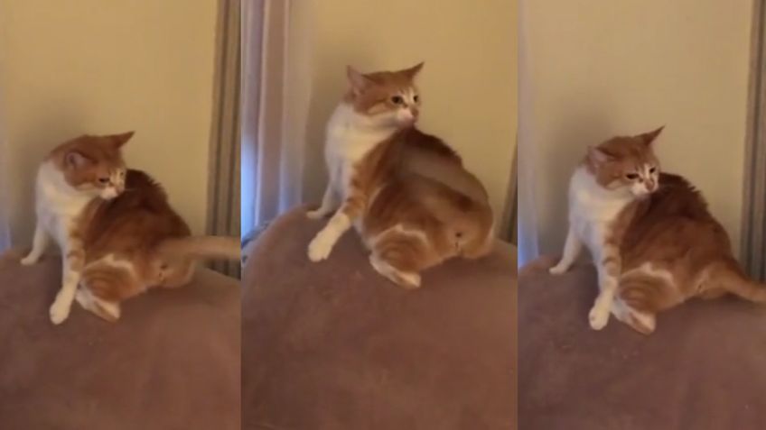 Gatita divierte a TikTok al enfurecer con su propia cola y pelearse ferozmente con esta