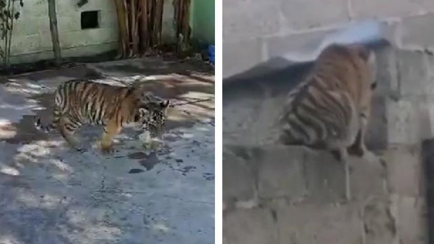 Pánico en Hidalgo: Vecinos de Cuautepec captan a tigre al pasear por las calles