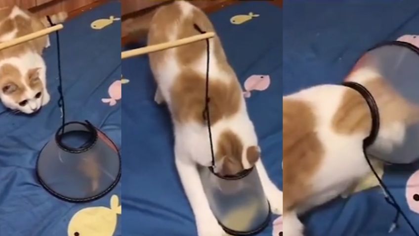 VIDEO: Con ingeniosa trampa, mujer logra colocarle un collarín a su gato