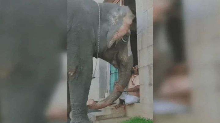 VIDEO: Un elefante provoca la admiración de los internautas al quejarse con su dueño