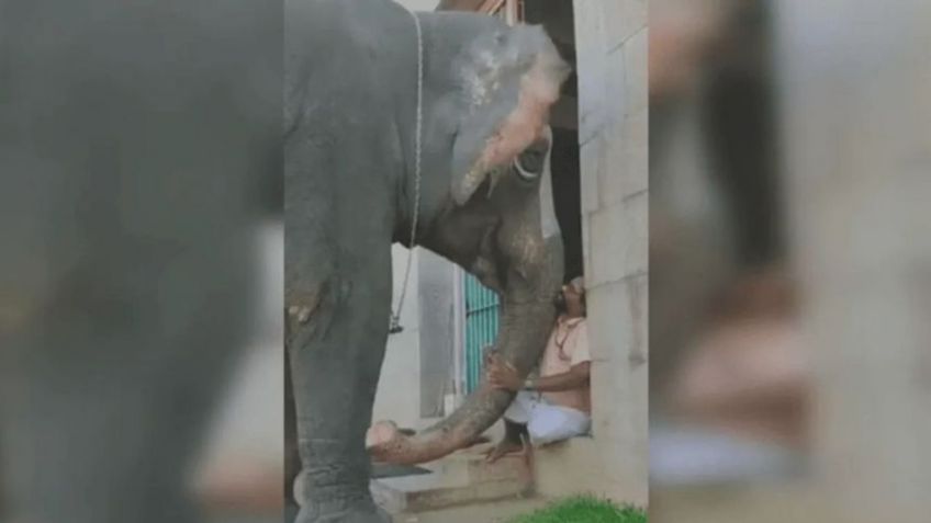 VIDEO: Un elefante provoca la admiración de los internautas al quejarse con su dueño