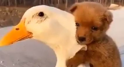Adorable cachorrito conmueve a todos en Internet por su linda amistad con un ganso