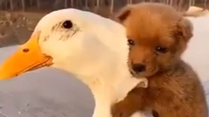 Adorable cachorrito conmueve a todos en Internet por su linda amistad con un ganso