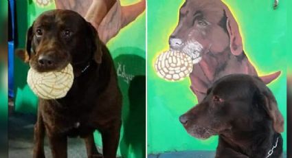 El gusto de un perro por el pan dulce lo convirtió de 'Chocolate' a 'El Conchas'