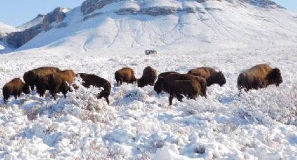 Caza deportiva del bisonte americano es aprobada por la Semarnat
