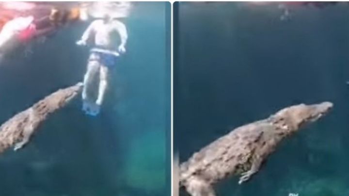 ¡Sorprendente! Cocodrilo nada al lado de turistas en cenote de Tulum, Quintana Roo: VIDEO