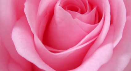 ¡Aprende a hacerlo! Este tónico de agua de rosas casero dejará tu piel suave y bella