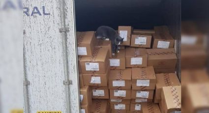 FOTOS: Gatito sobrevive comiendo bombones tras estar atrapado semanas en un contenedor