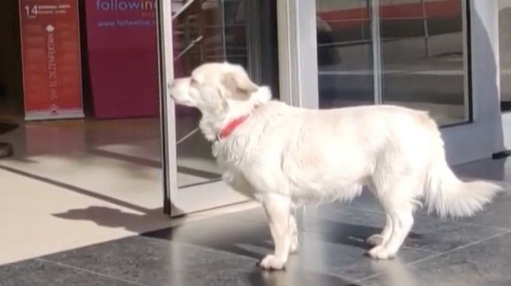 La historia de una perrita que espera a su dueño afuera de un hospital enternece las redes