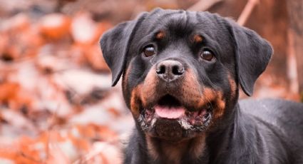 ¡No son lo que parecen! Descubre algunos mitos detrás de los perros 'rottweiler'