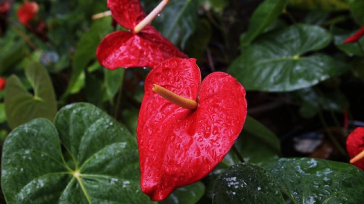 Flores y otras plantas que podrían ayudarte a oxigenar el aire de tu casa de forma natural