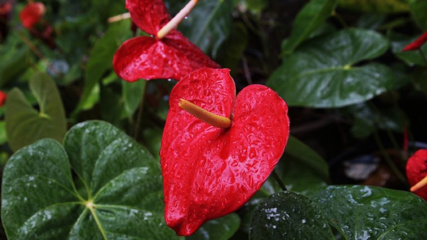 Flores y otras plantas que podrían ayudarte a oxigenar el aire de tu casa de forma natural