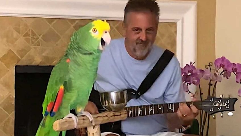 VIDEO VIRAL: ¡Increíble! Loro canta canciones de 'The Beatles' y más artistas de rock