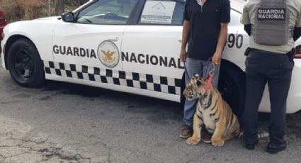 Joven es detenido por elementos de la Guardia Nacional luego de viajar con un tigre