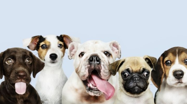¡Se acabó el 'Solovino'! Estos son los nombres más creativos para tu perro
