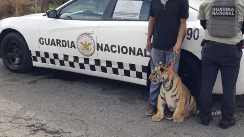 Joven es detenido por elementos de la Guardia Nacional luego de viajar con un tigre