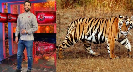 Experiencia 'Al Extremo': Conductor de TV Azteca se ve cara a cara con gran tigre de bengala