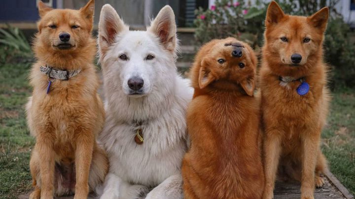 VIDEO: Cachorro impacta con su espeluznante truco al estilo de 'El Exorcista'