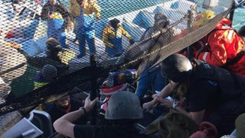 Fallece pescador tras chocar contra barco en Baja California Sur: "Malditos Sea Shepherd"