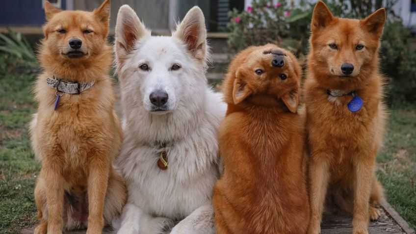 VIDEO: Cachorro impacta con su espeluznante truco al estilo de 'El Exorcista'