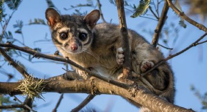 ¿Viste un cacomixtle? No te espantes, estos animalitos no te harán ningún daño