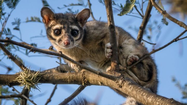 ¿Viste un cacomixtle? No te espantes, estos animalitos no te harán ningún daño