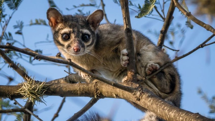 ¿Viste un cacomixtle? No te espantes, estos animalitos no te harán ningún daño