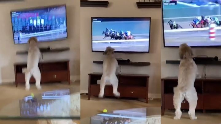 VIDEO: Perrita se vuelve viral ante su reacción a las carreras de caballos