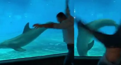 VIDEO: Delfín imita a un joven acróbata y realiza volteretas bajo el agua
