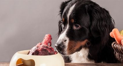 Alimentar a tu mascota con comida cruda podría provocarle padecer alguna enfermedad