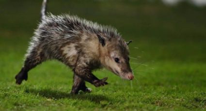 VIDEO: Tlacuache consigue hacerse viral por empujar a un zorrillo al río