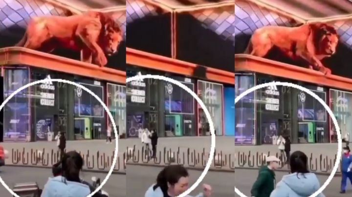 Terrible susto: Mujer sale huyendo aterrada al tener de frente a gran león