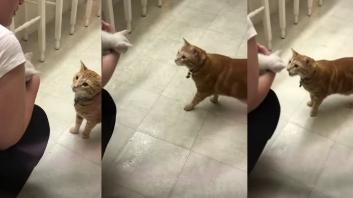 Gato causa 'explosión' de ternura al ver por primera vez a un pequeño cachorro