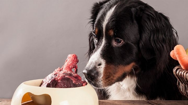 Alimentar a tu mascota con comida cruda podría provocarle padecer alguna enfermedad