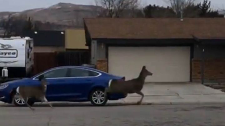VIDEO: Manada de ciervos sorprende a todo un vecindario al dar paseo entre las casas