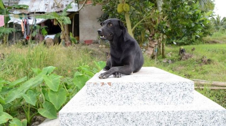 A 2 años de su muerte, perrita no abandona la tumba de su amo, un niño que murió ahogado