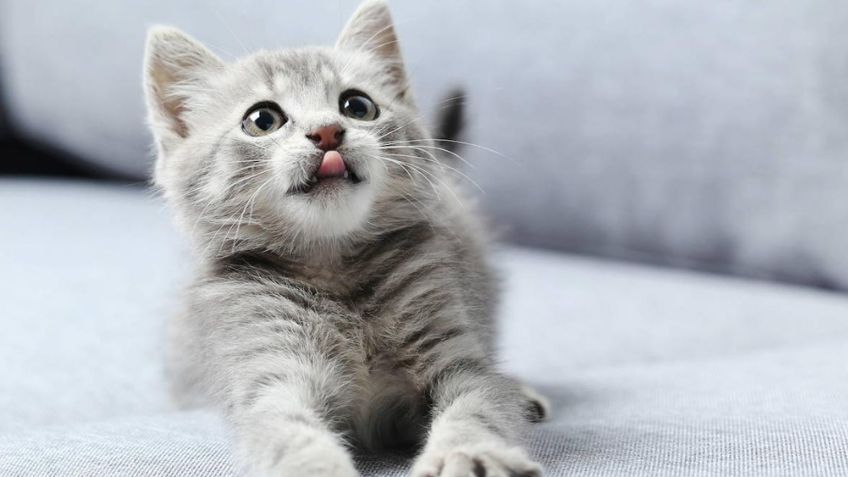 ¡Protégelo! Identifica las señales que indican que debes llevar a tu gato al veterinario