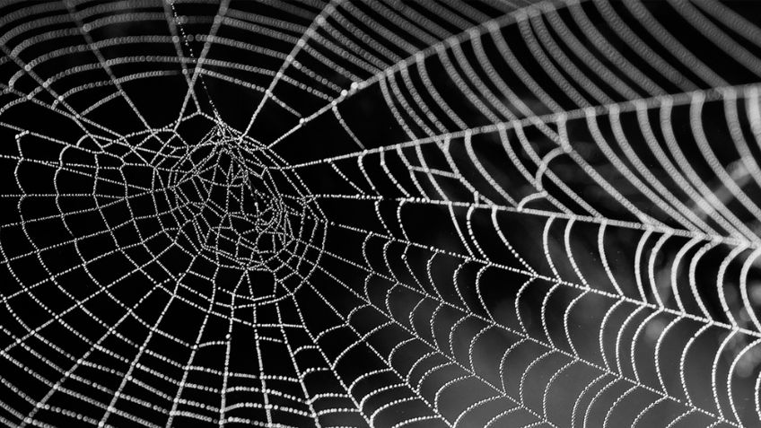 Mujer encuentra su vehículo lleno de telarañas y decide nombrarlo 'El Coche Araña'