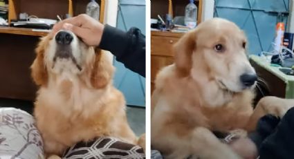 VIDEO: Perro enternece las redes por su peculiar manera de pedir más caricias